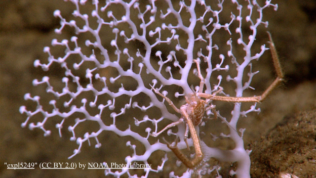 Deep Sea Corals: Stony Corals