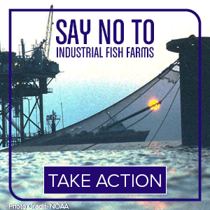 This World Oceans Week: Say No to Industrial Fish Farms