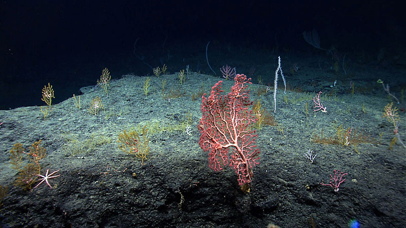 Deep Sea Corals in the Gulf