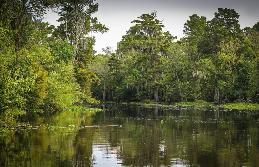 bayou, swamp, marsh