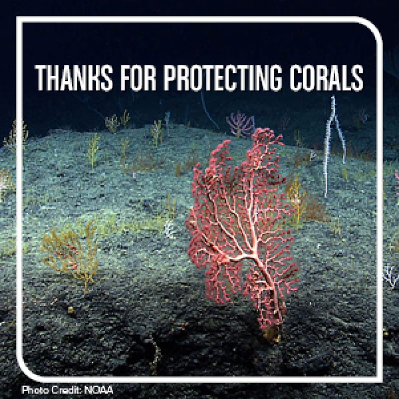 Deep Sea Coral Protection Action at The Gulf Council. Photo Credit: NOAA