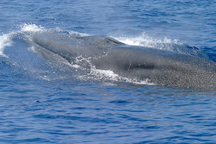 Rice's whale breathes at the surface of the water. Learn more about Rice's whale at the Gulf Coast Whale Festival