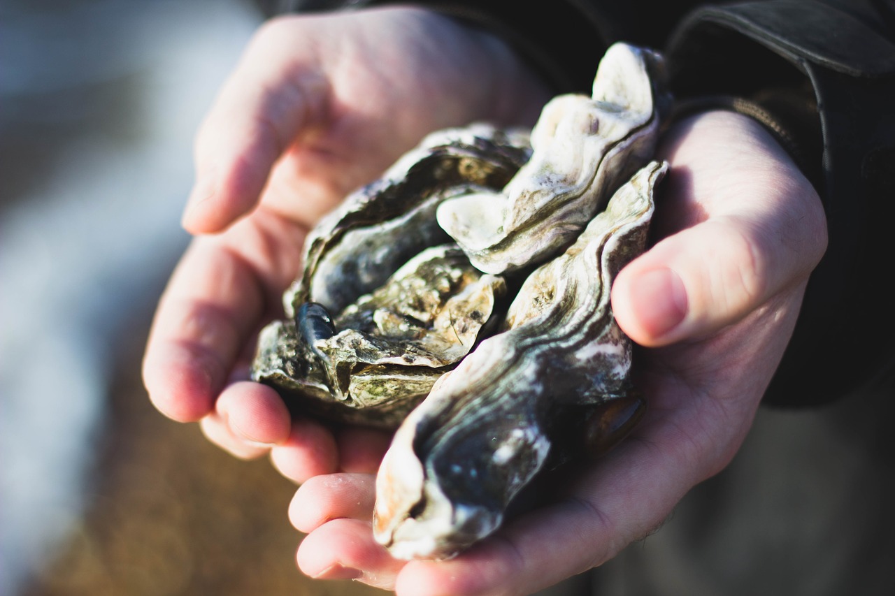 nature, oysters, shells-2570617.jpg