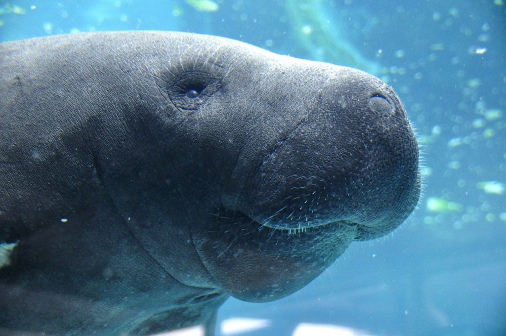 manatee, animal, water-1079929.jpg