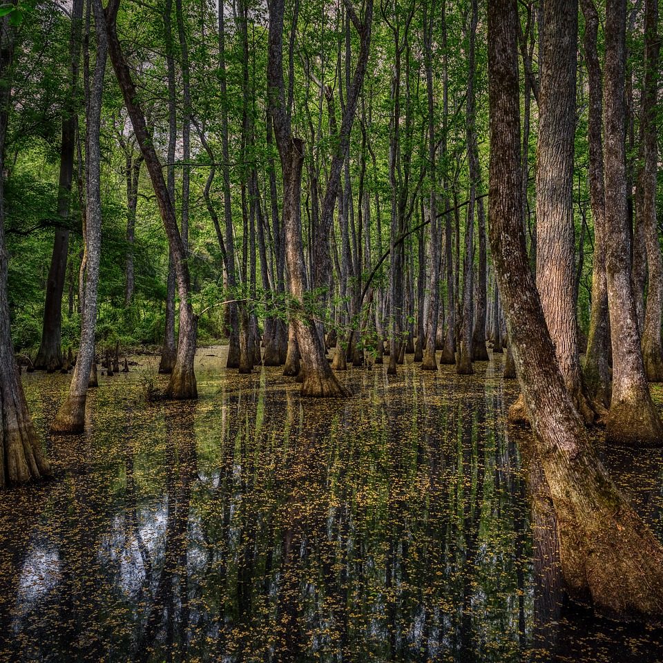 mississippi, america, swamp-4062768.jpg