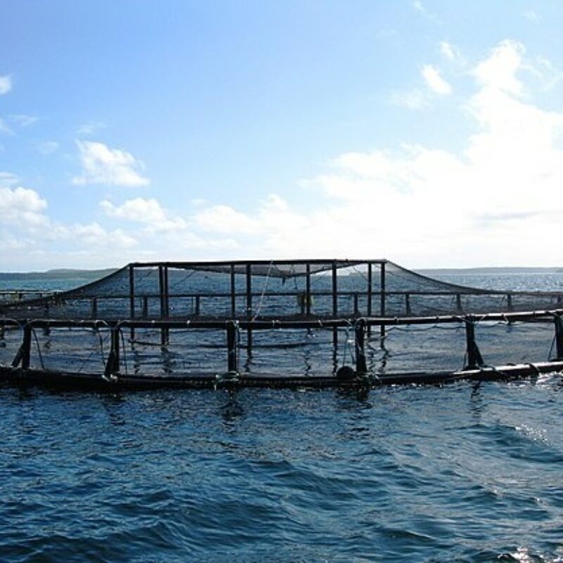 An open water fish farm
