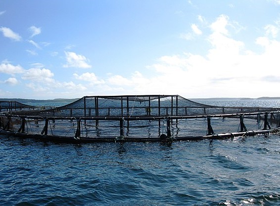 An open water fish farm
