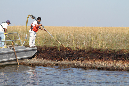 Clean up crews work in the marsh lands after the BP oil spill