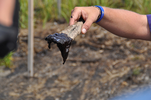 Crude oil sludge collected after the BP oil spill