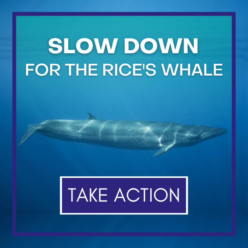 Rice's Whale - Healthy Gulf