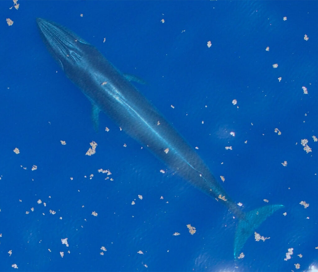 Aerial photo of a Rice's whale, one of the species to be highlighted at the Gulf Coast Whale Festival