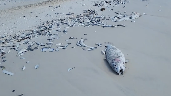 Fish killed due to red tide. Fish farms would exacerbate this issue in the Gulf.