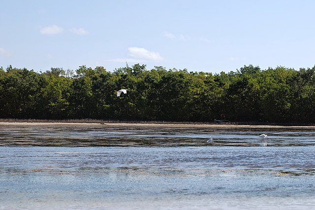 White ibises and mangroves, Marco Island, Florida