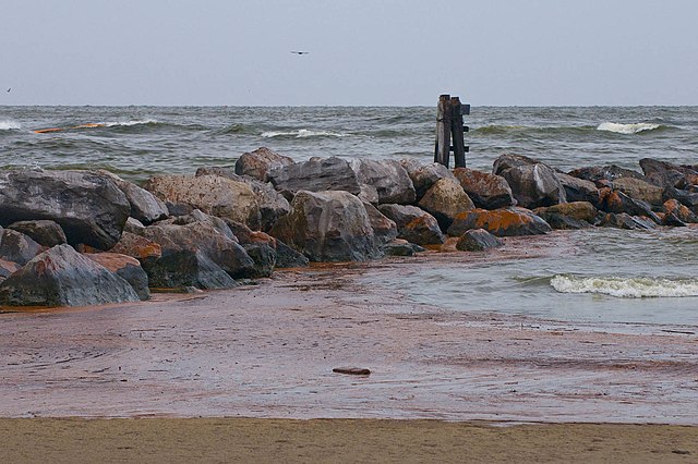 Crude oil coats the shoreline of Grand Isle, Louisiana in the days following the BP Oil Spill